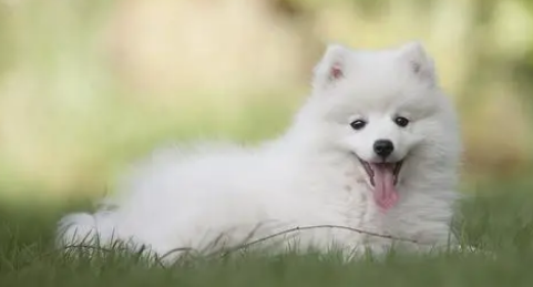 给什么零食呢？来了解一下吧PG麻将胡了小