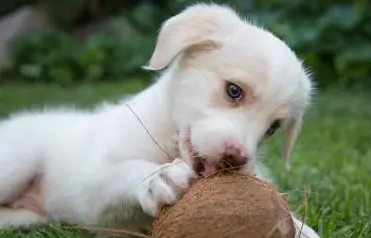 给什么零食呢？来了解一下吧PG麻将胡了小狗狗减肥时要(图2)